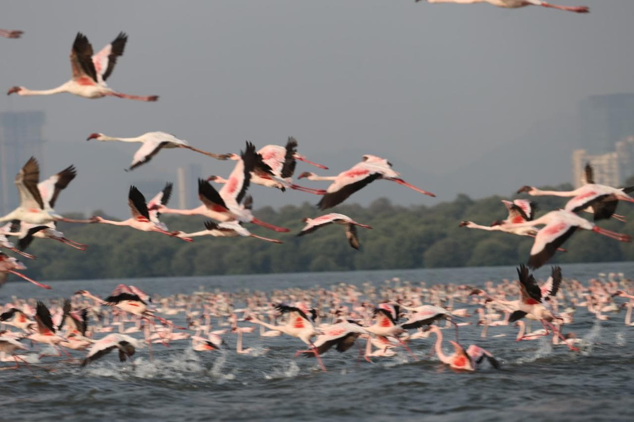 A large flock of lesser flamingos lifting off the water of Thane Creek with the hazy Mumbai skyline behind them
